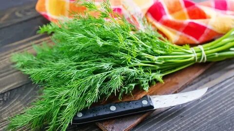فروش فوری سبزی شوید خشک صادراتی + خرید بدون واسطه